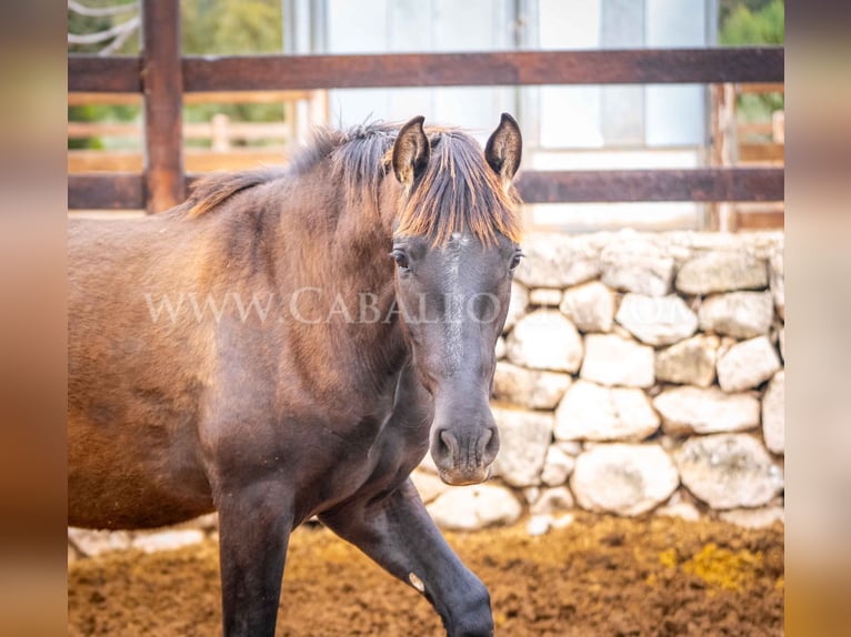 PRE Hengst 3 Jaar 155 cm Zwart in Valencia