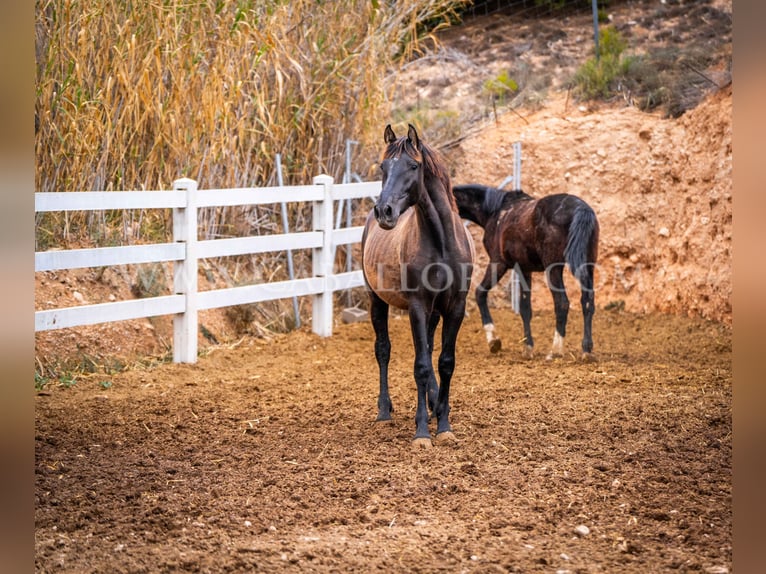 PRE Hengst 3 Jaar 155 cm Zwart in Valencia