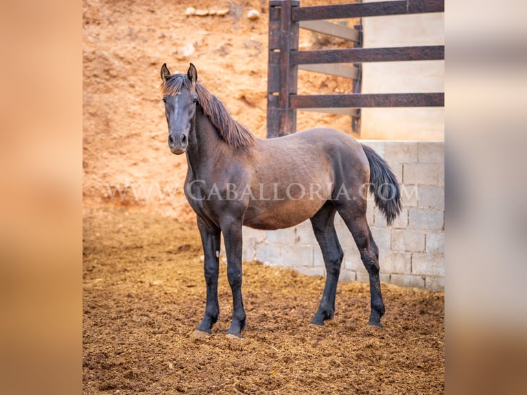 PRE Hengst 3 Jaar 155 cm Zwart in Valencia