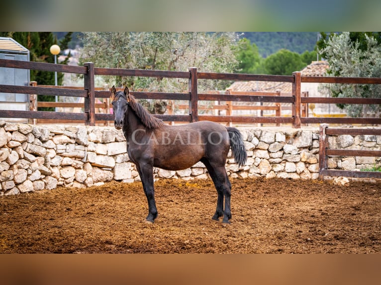 PRE Hengst 3 Jaar 155 cm Zwart in Valencia