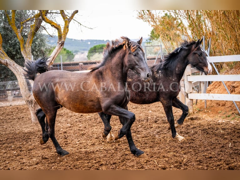 PRE Hengst 3 Jaar 155 cm Zwart in Valencia