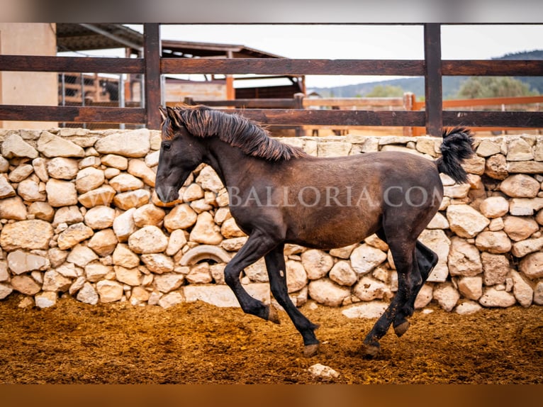 PRE Hengst 3 Jaar 155 cm Zwart in Valencia