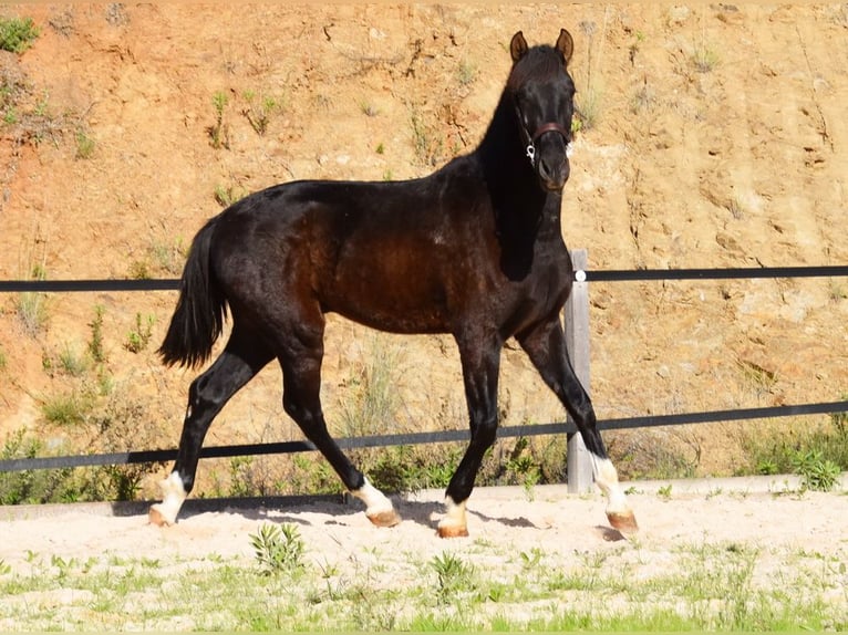 PRE Hengst 3 Jaar 155 cm Zwart in Provinz Malaga