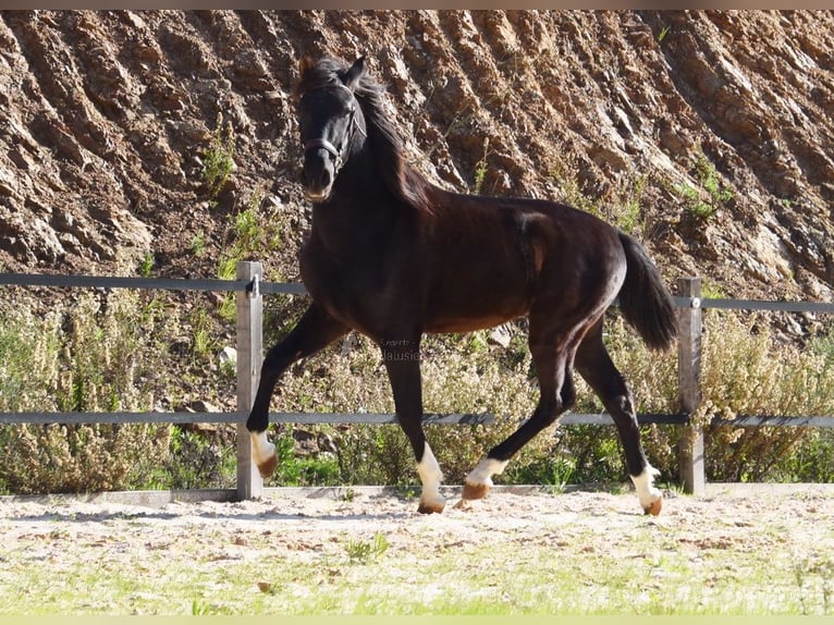 PRE Hengst 3 Jaar 155 cm Zwart in Provinz Malaga