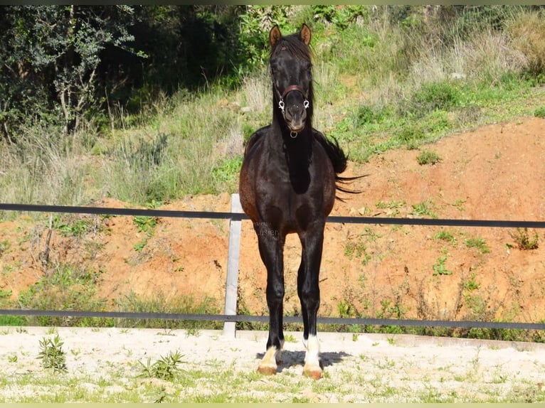 PRE Hengst 3 Jaar 155 cm Zwart in Provinz Malaga