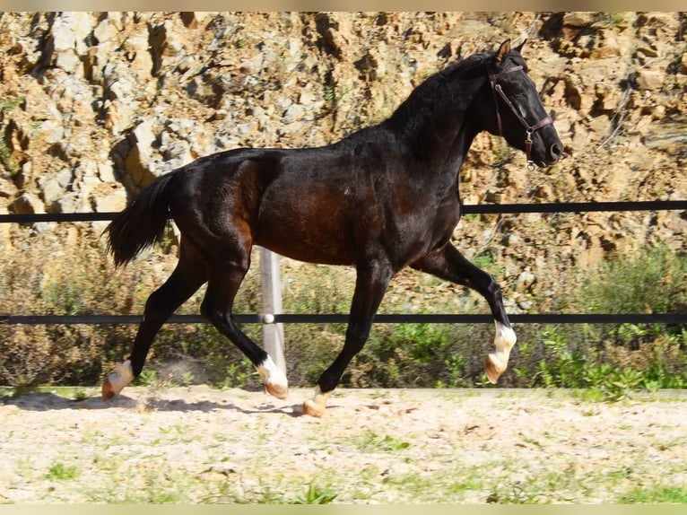 PRE Hengst 3 Jaar 155 cm Zwart in Provinz Malaga