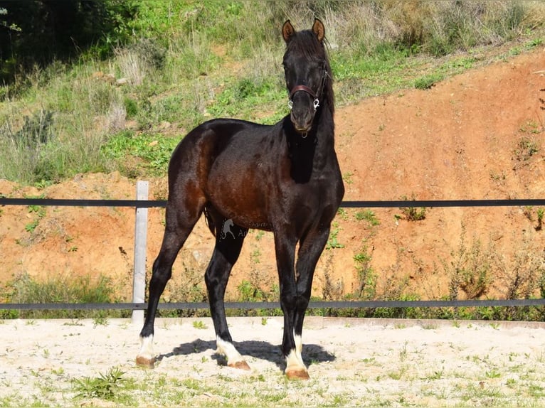 PRE Hengst 3 Jaar 155 cm Zwart in Provinz Malaga