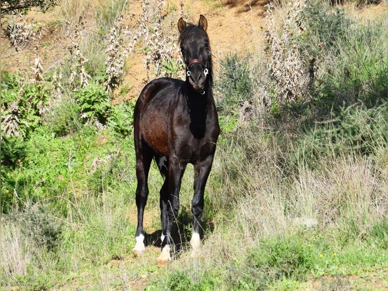 PRE Hengst 3 Jaar 155 cm Zwart in Provinz Malaga