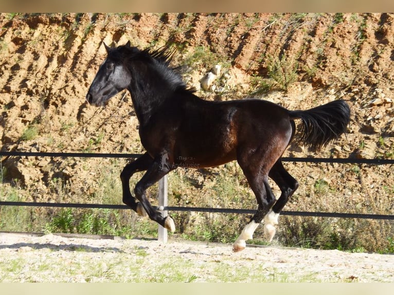 PRE Hengst 3 Jaar 155 cm Zwart in Provinz Malaga