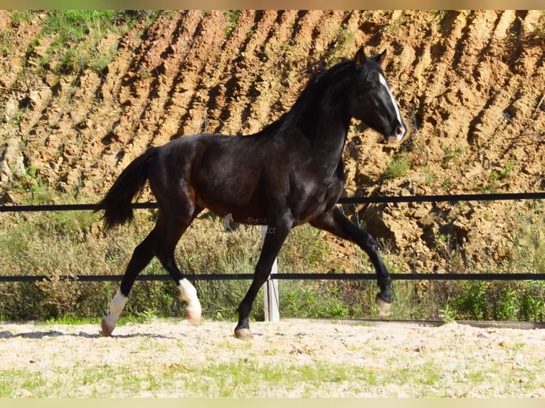 PRE Hengst 3 Jaar 155 cm Zwart in Provinz Malaga