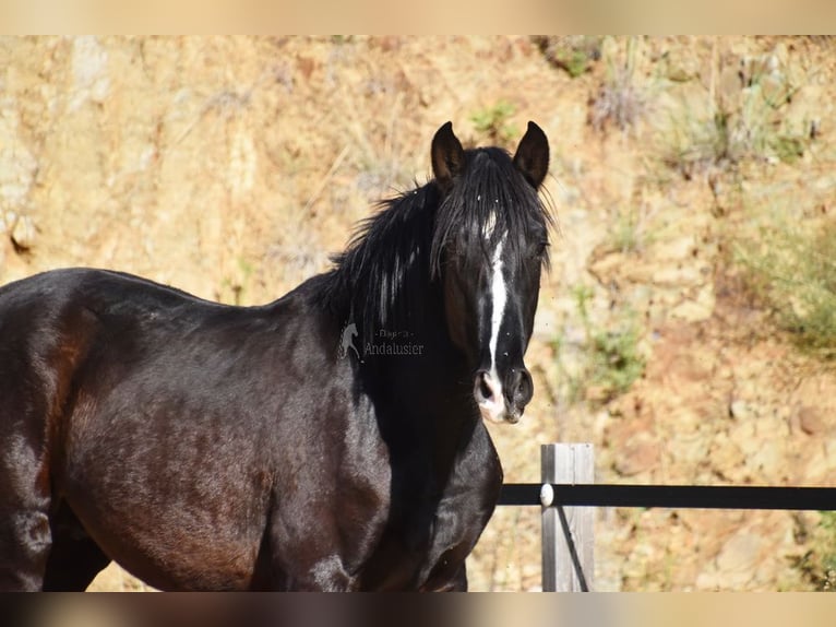 PRE Hengst 3 Jaar 155 cm Zwart in Provinz Malaga