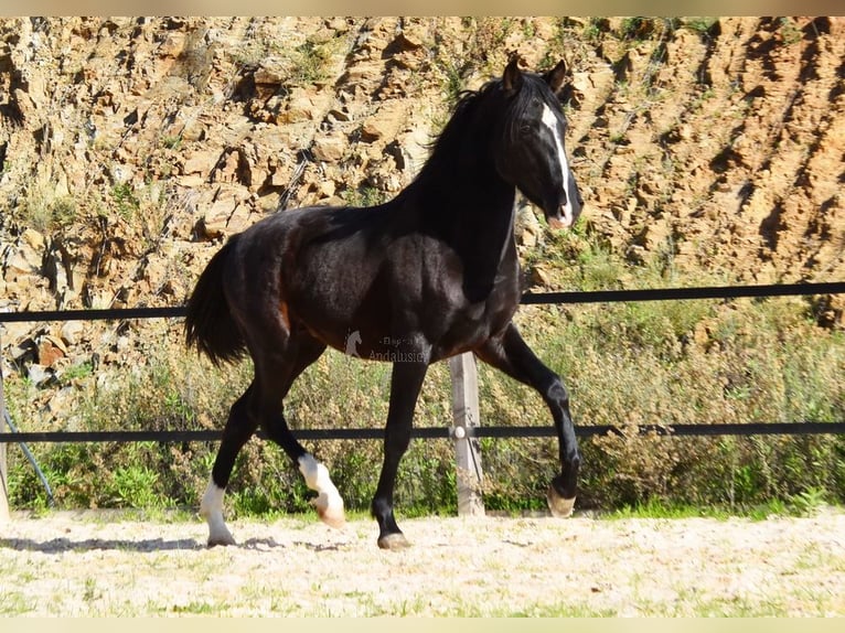 PRE Hengst 3 Jaar 155 cm Zwart in Provinz Malaga