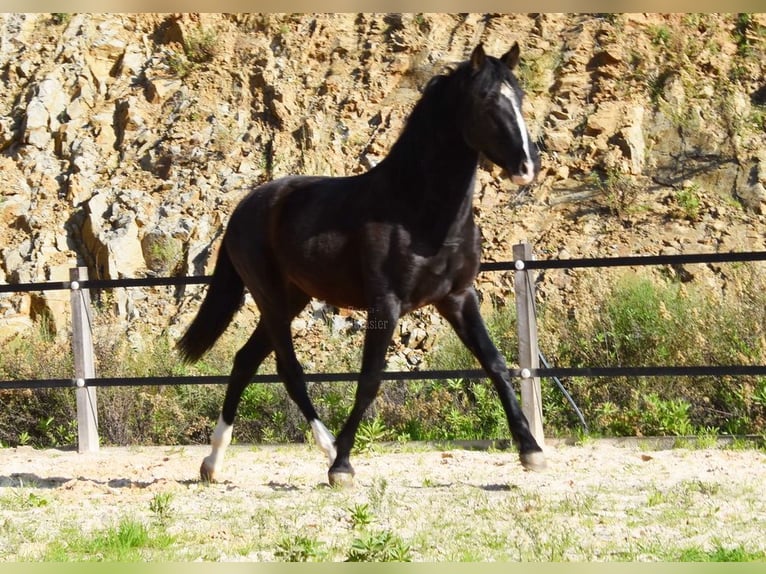 PRE Hengst 3 Jaar 155 cm Zwart in Provinz Malaga