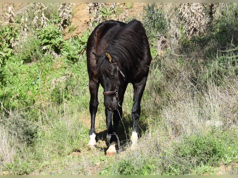 PRE Hengst 3 Jaar 155 cm Zwart in Provinz Malaga