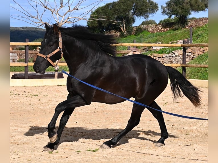 PRE Mix Hengst 3 Jaar 155 cm Zwart in Menorca