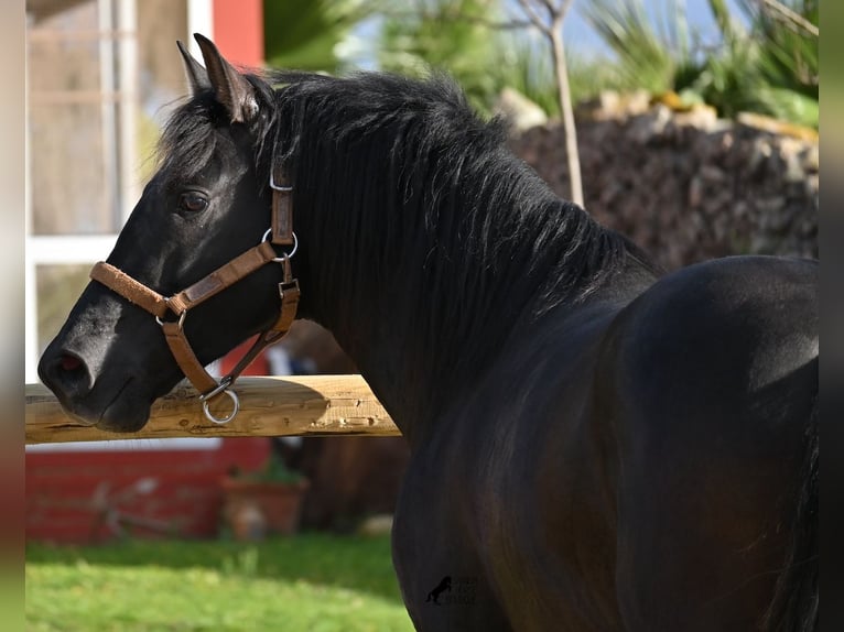 PRE Mix Hengst 3 Jaar 155 cm Zwart in Menorca