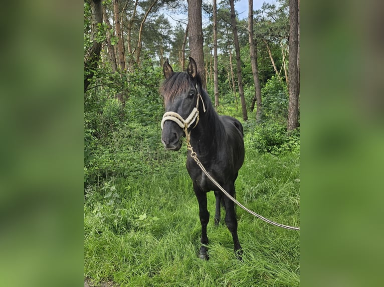 PRE Hengst 3 Jaar 155 cm Zwart in Boezinge