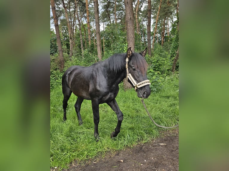 PRE Hengst 3 Jaar 155 cm Zwart in Boezinge