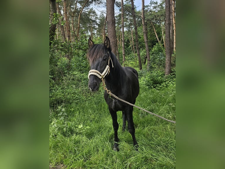 PRE Hengst 3 Jaar 155 cm Zwart in Boezinge