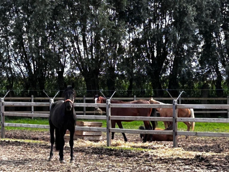 PRE Hengst 3 Jaar 155 cm Zwart in Boezinge