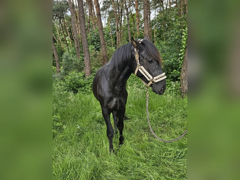 PRE Hengst 3 Jaar 155 cm Zwart in Boezinge