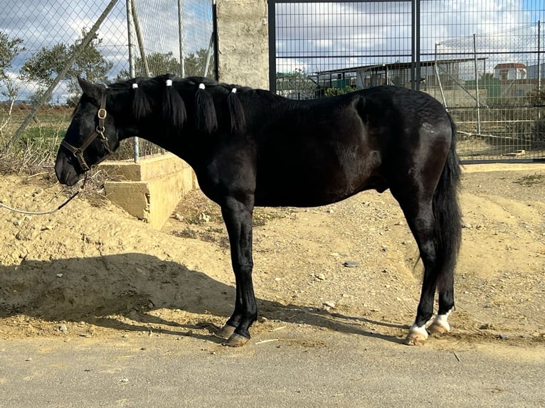 PRE Mix Hengst 3 Jaar 155 cm Zwart in Tabernas