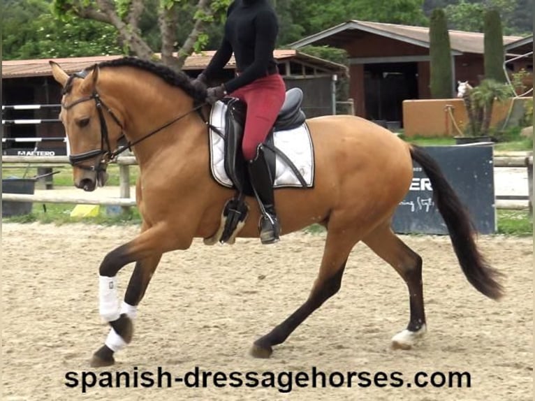 PRE Mix Hengst 3 Jaar 156 cm Falbe in Barcelona
