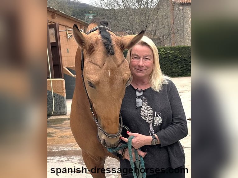 PRE Mix Hengst 3 Jaar 156 cm Falbe in Barcelona