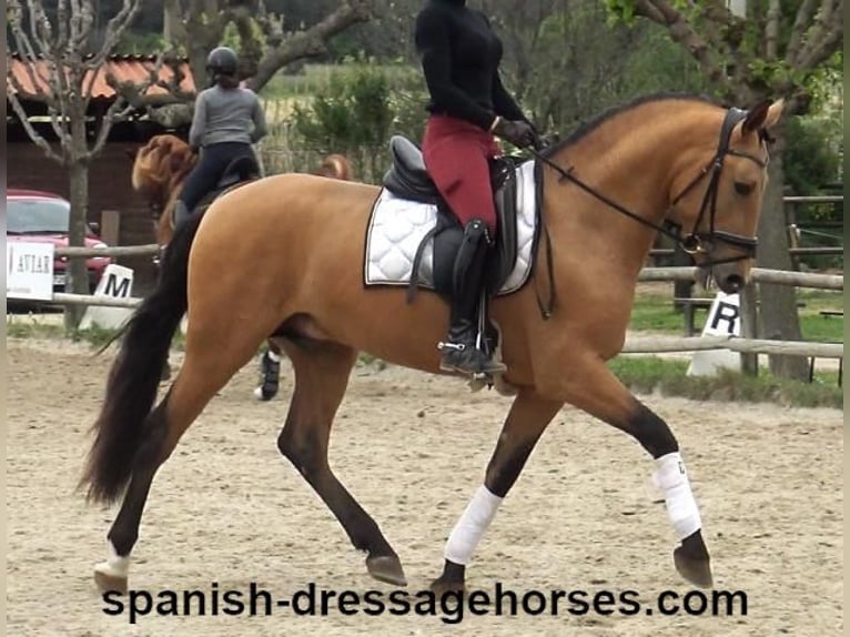PRE Mix Hengst 3 Jaar 156 cm Falbe in Barcelona