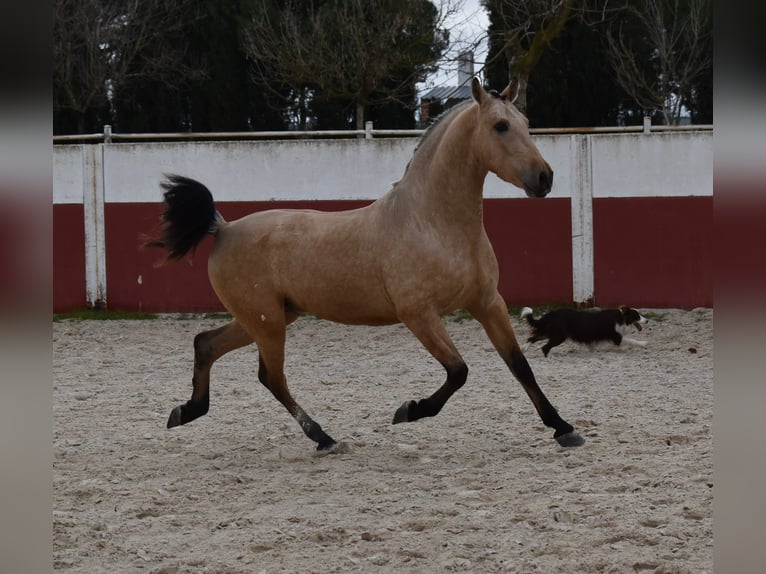 PRE Mix Hengst 3 Jaar 156 cm Falbe in Villarrobledo