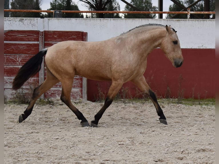 PRE Mix Hengst 3 Jaar 156 cm Falbe in Villarrobledo