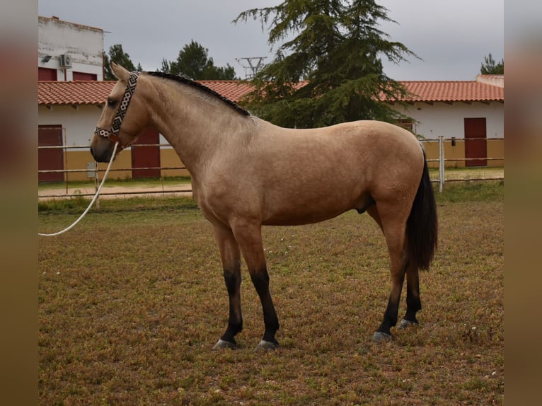 PRE Mix Hengst 3 Jaar 156 cm Falbe in Villarrobledo