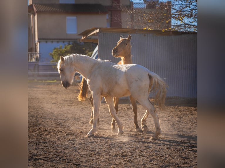 PRE Mix Hengst 3 Jaar 156 cm Palomino in Rafelguaraf