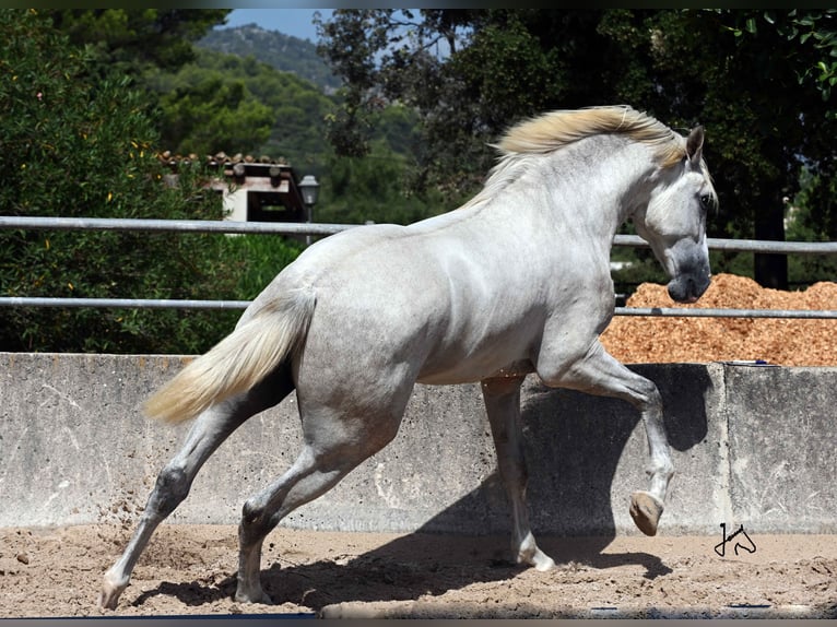 PRE Hengst 3 Jaar 156 cm Schimmel in ALCUDIA