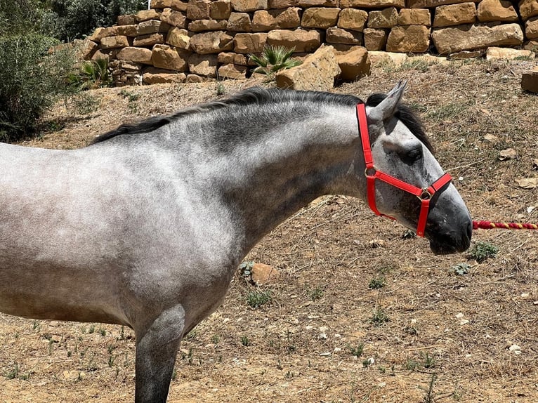 PRE Mix Hengst 3 Jaar 156 cm Schimmel in Campo De Camara (Almogia)