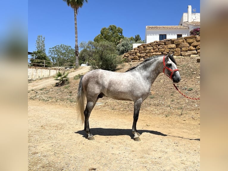 PRE Mix Hengst 3 Jaar 156 cm Schimmel in Campo De Camara (Almogia)