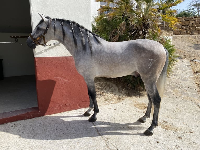 PRE Mix Hengst 3 Jaar 156 cm Schimmel in Campo De Camara (Almogia)