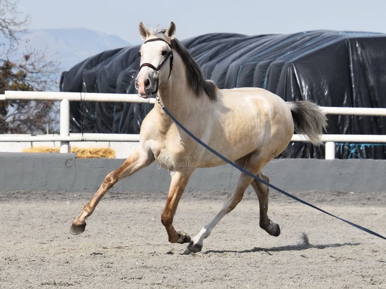 PRE Hengst 3 Jaar 156 cm Schimmel in Provinz Granada