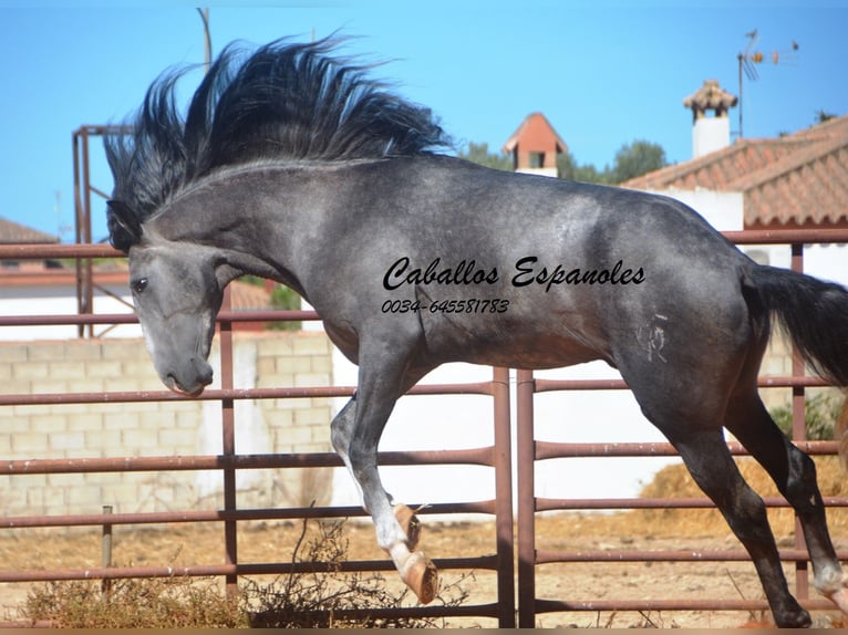 PRE Mix Hengst 3 Jaar 156 cm Zwartschimmel in Vejer de la Frontera