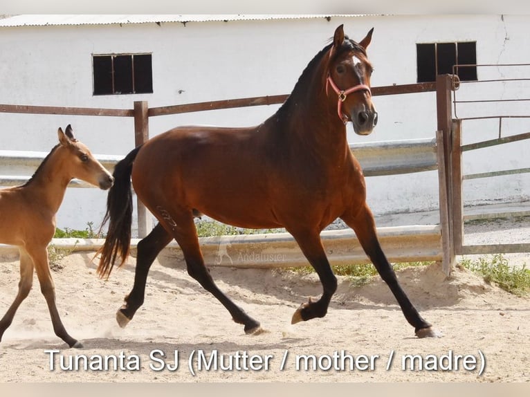 PRE Hengst 3 Jaar 157 cm Pearl in Provinz Cordoba