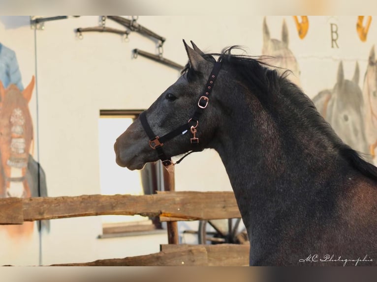 PRE Hengst 3 Jaar 157 cm Schimmel in Brandis