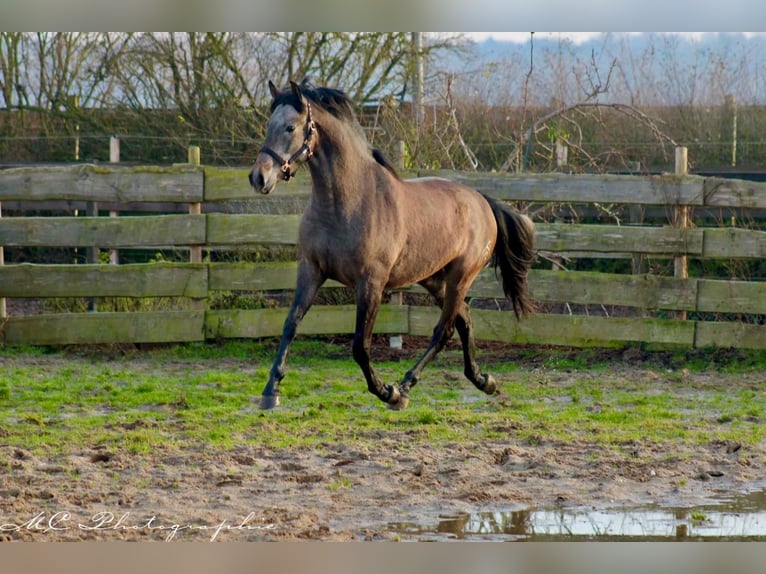 PRE Hengst 3 Jaar 157 cm Schimmel in Brandis