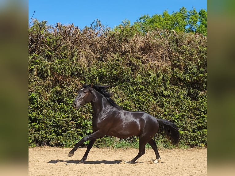 PRE Mix Hengst 3 Jaar 157 cm Zwart in Edling