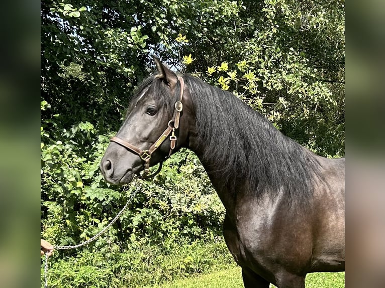 PRE Hengst 3 Jaar 157 cm Zwart in Weißenohe