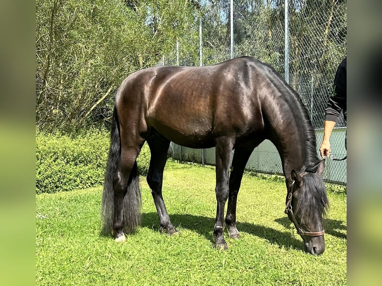 PRE Hengst 3 Jaar 157 cm Zwart in Weißenohe