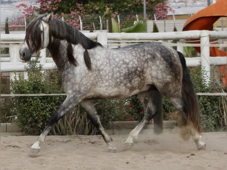 PRE Mix Hengst 3 Jaar 158 cm in Almerimar