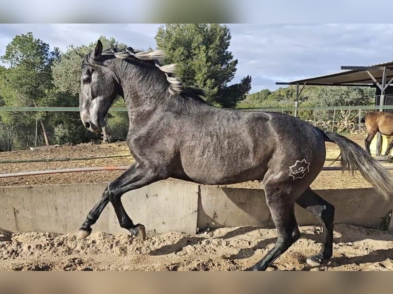 PRE Hengst 3 Jaar 158 cm Blauwschimmel in Valencia