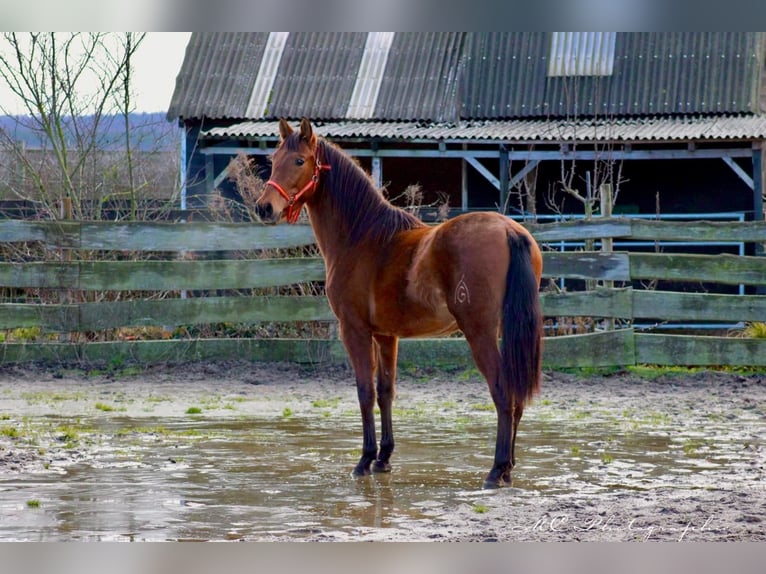 PRE Mix Hengst 3 Jaar 158 cm Bruin in Polenz