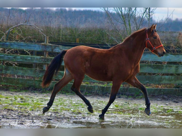 PRE Mix Hengst 3 Jaar 158 cm Bruin in Polenz