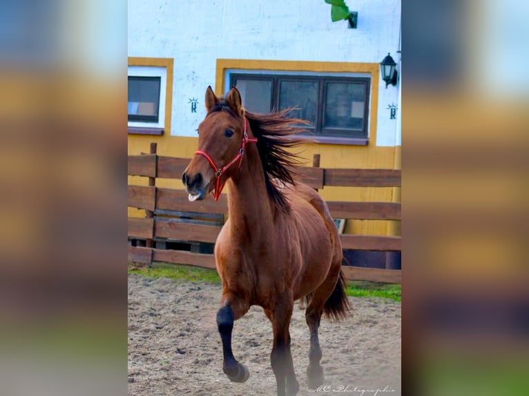 PRE Mix Hengst 3 Jaar 158 cm Bruin in Polenz